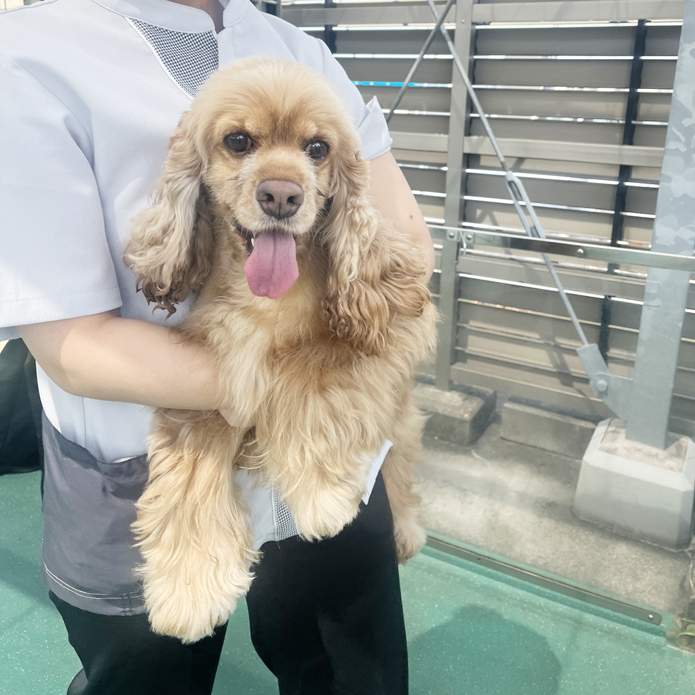 Wan活でお散歩♪